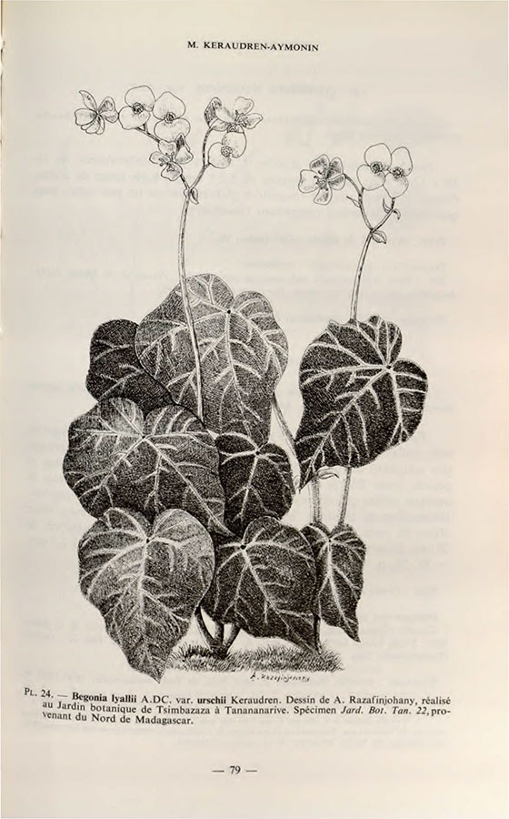 B. lyallii var. urschii